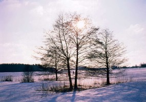 Winterbild mit Loipe