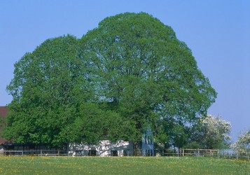 Büchel