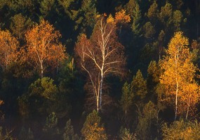 Wald im Herbst